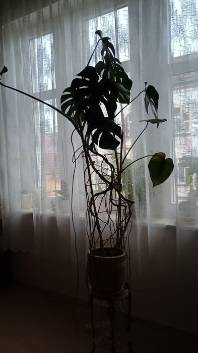 Monstera Olbrzymia