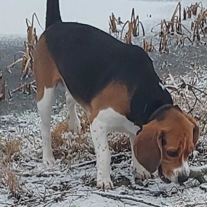 Пропала собака БИГЛЬ