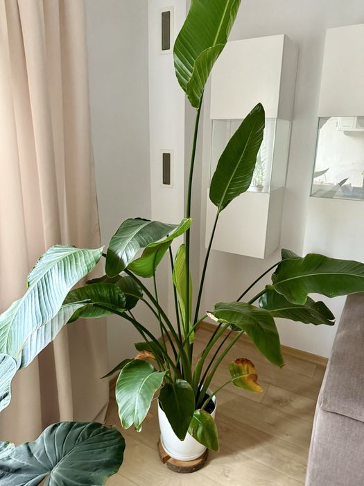 Kwiat doniczkowy strelicja królewska rajski ptak