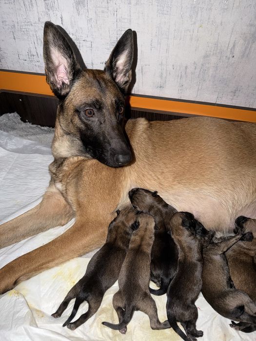 Цуцянята Малінуа