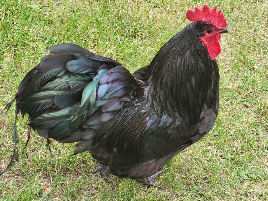 Jaja lęgowe Australorp .
