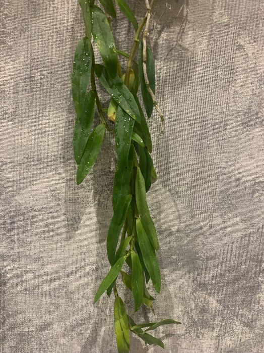 Орхідея Dendrobium Flexicaule