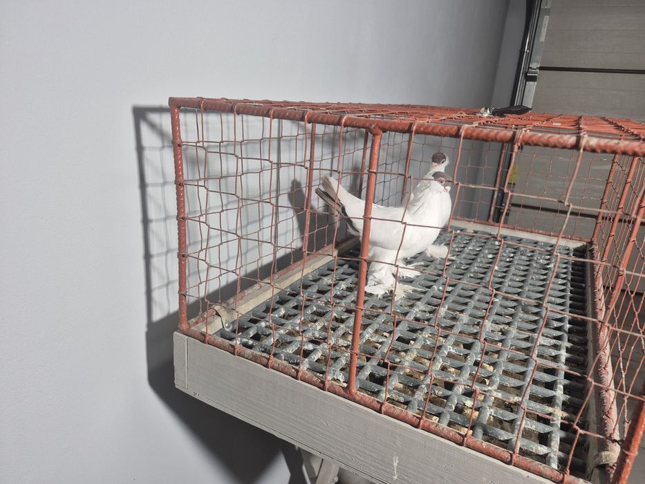 Gołębie Krymki Bialostockie