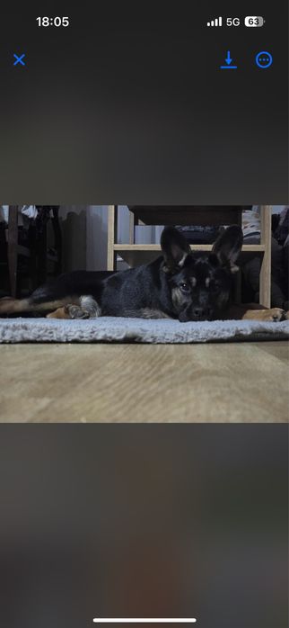 Suczka szuka domu ! Oddam tylko w dobre ręce !