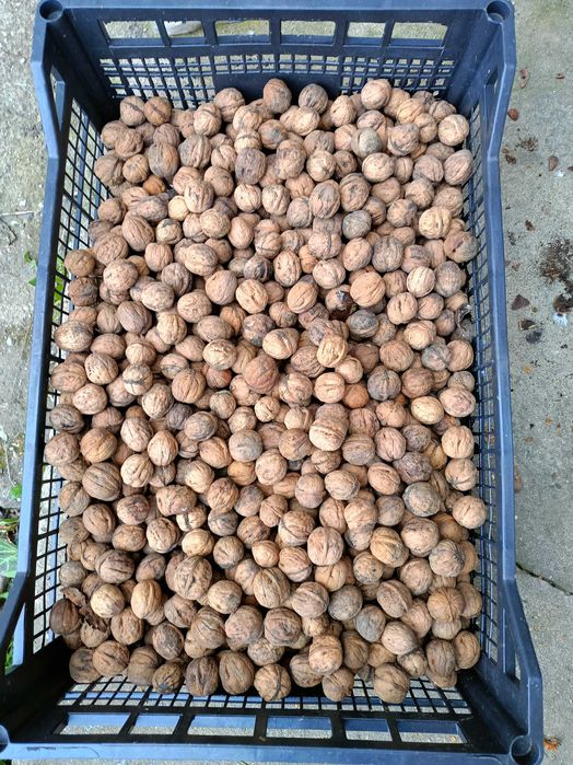 orzechy włoskie tegoroczne