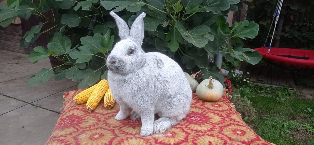 Міняю кролики та кури на зерно