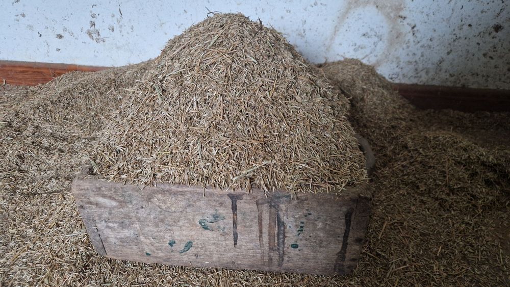 Erva semente verdial