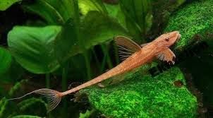 GB Loricaria RED Lizard, "Zbrojnik Czerwony"