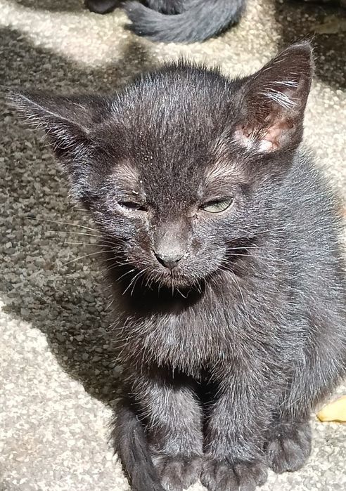 Gatinha bebé para adoção responsável