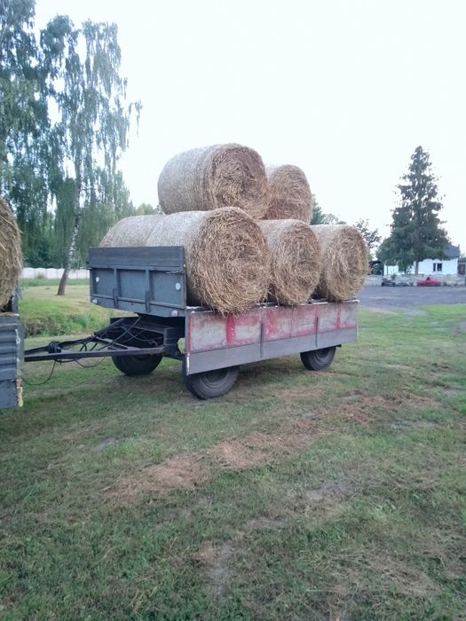 Słoma z pszenżyta 120x120 ostanie 17 sztuk.