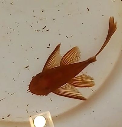 Harem para zbrojnik super red long fin glonojad czerwony Ancistrus