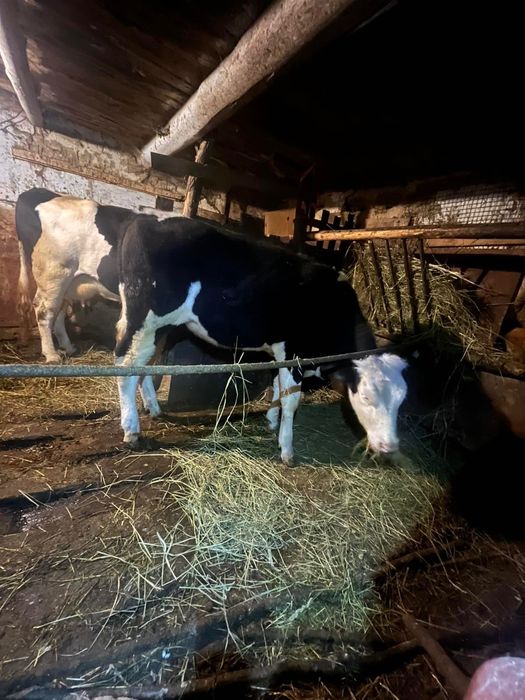 Теличка від хорошої корови