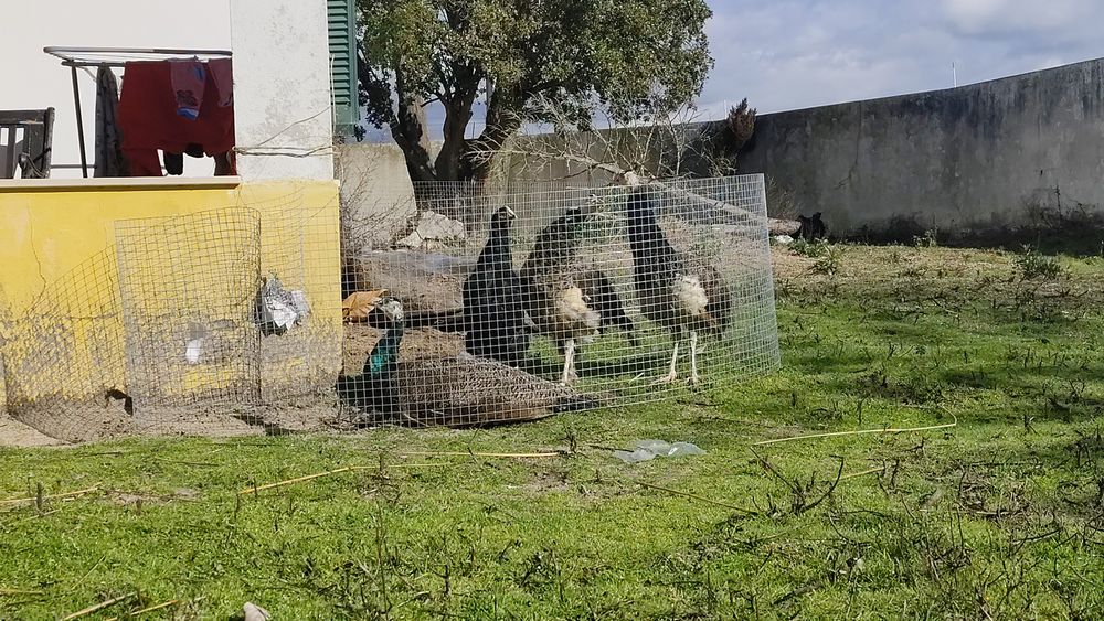 Pavão azul 2025 desparasitados , guia cortada para ceder