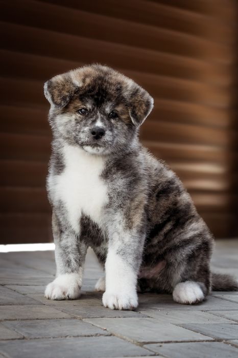 Тигрові та руді цуценята Акита ину