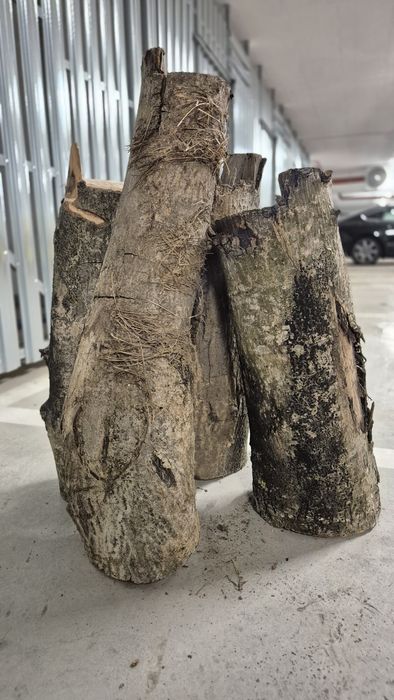 Drewno orzech – 4 pieńki ok. 60 cm suche