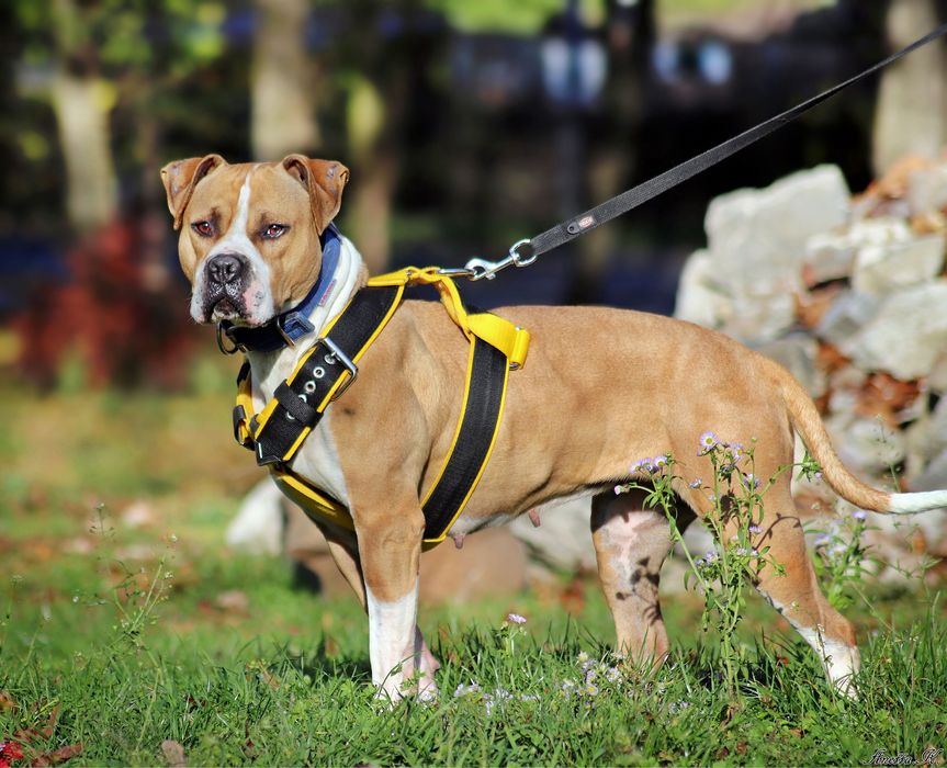 Cudowna Ginger - Pitbull szuka dobrego domu