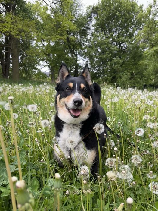 Moli w typie border collie szuka domu