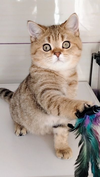 Кот,окраса золотая шиншилла на вязку.