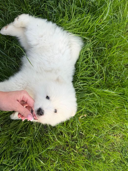 Szczeniaki Samoyed zdrowe gotowe do odbioru
