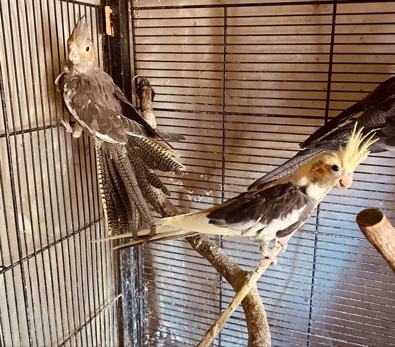 Vendo caturras para despachar