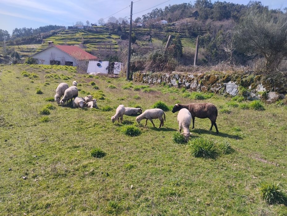 Borregos/ anhos com 20 kg