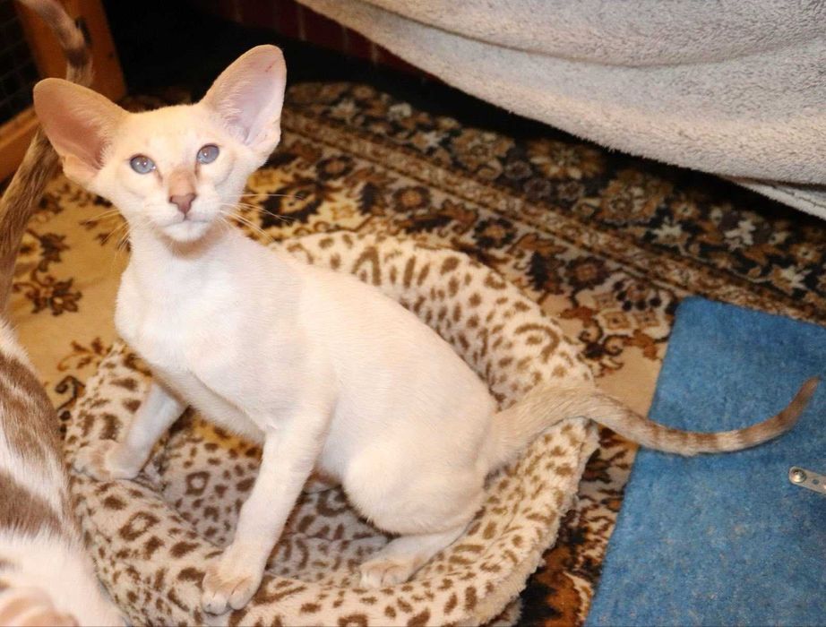 Орієнтали хлопчик Яромір та дівчинка Ясмін