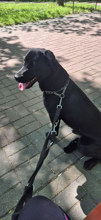 Suczka w typie labradora