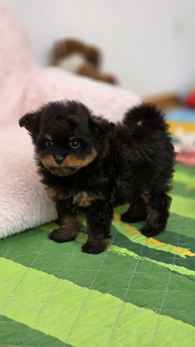 Pomapoo,  suczka