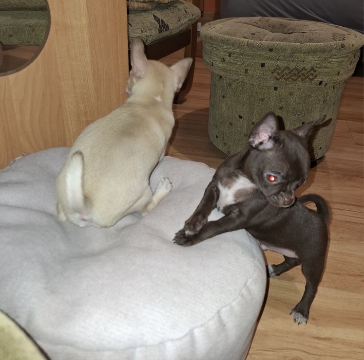 Chihuahua piesek mini