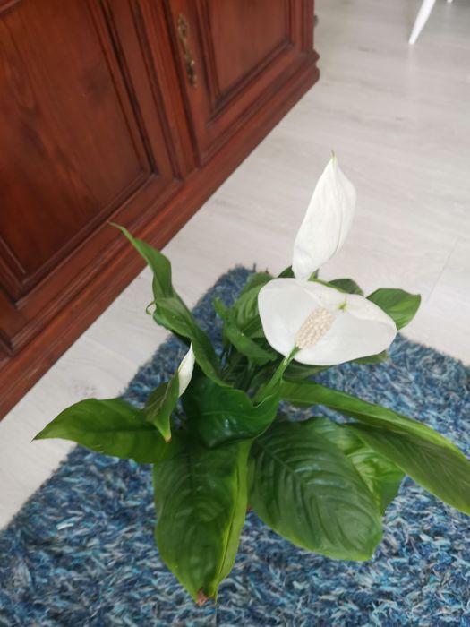 Planta lírio da Paz viçosa