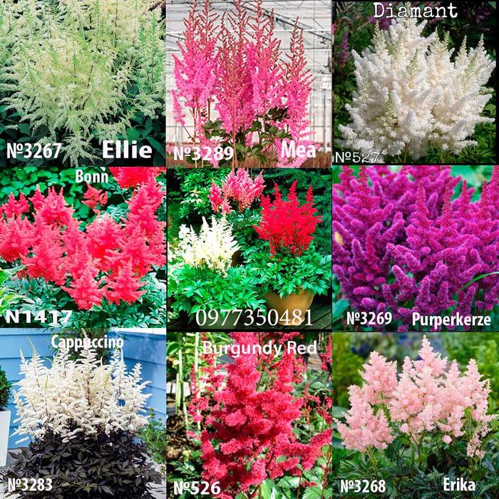 Астильба. Квітіння в рік посадки. Рослини в тінь.