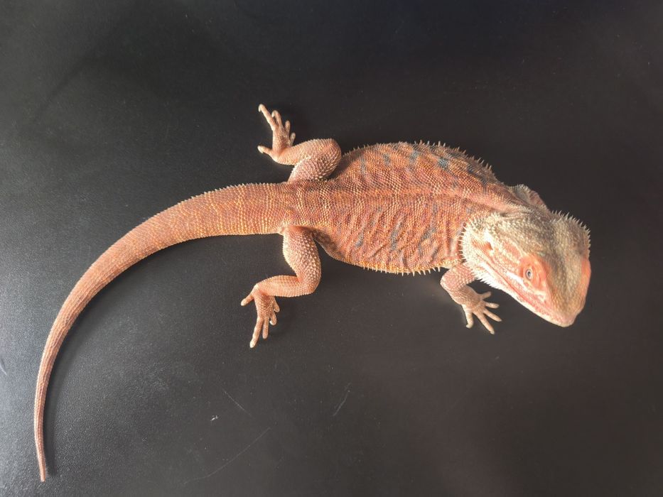 Agama brodata odmiany Extreme Red