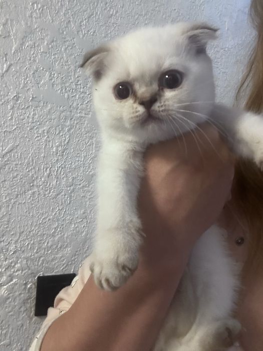 Шотландські кошенята