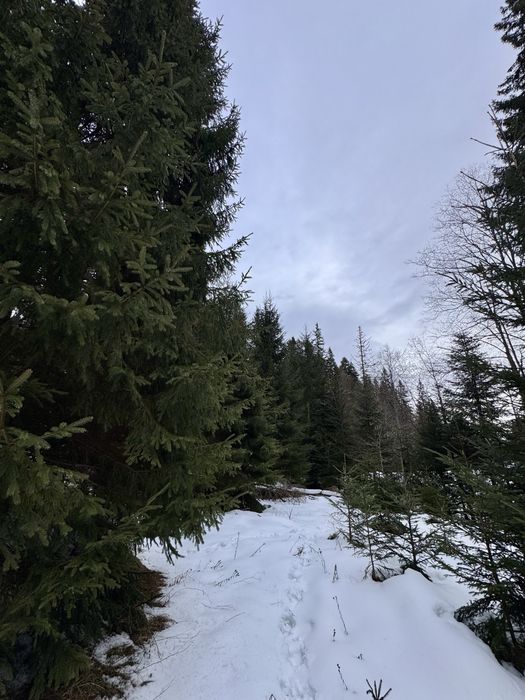 Ділянка в Карпатах біля річки ( Кривопільський перевал )