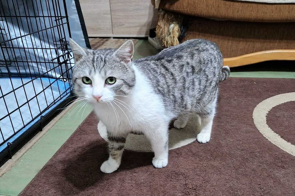 Ogonek - misiowaty, srebrno-biały kocur do adopcji