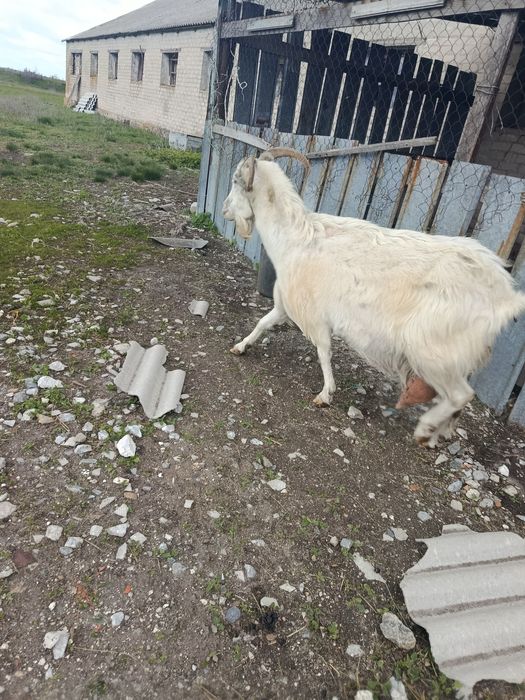 Продам кіз,молодих,діцних