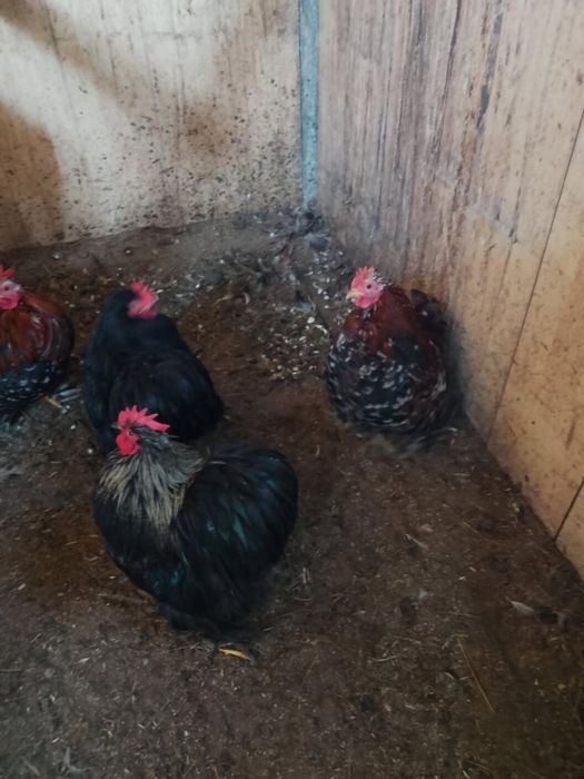 Kury kochin kochiny  miniatury