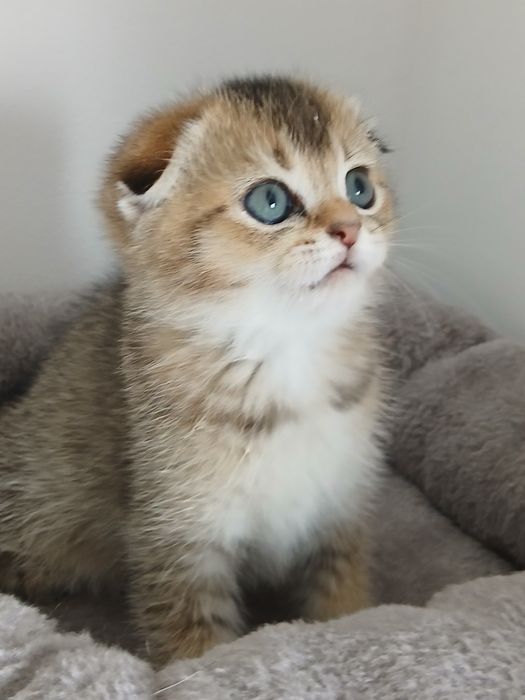 Macho Scottish Fold