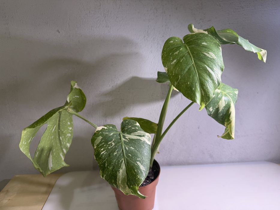Monstera Variegata Thai Constellation kolekcjonerska