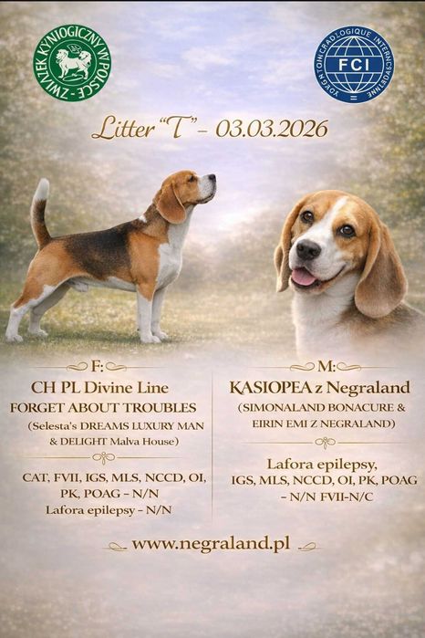 Beagle – sunia „Timeless Elegance” | hodowla Negraland