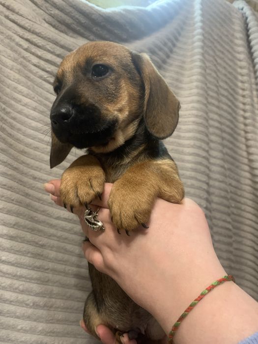 Цуценята Такси стандарт