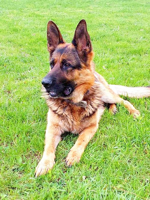 Пропоную для в'язки кобеля німецької вівчарки Київська обл.