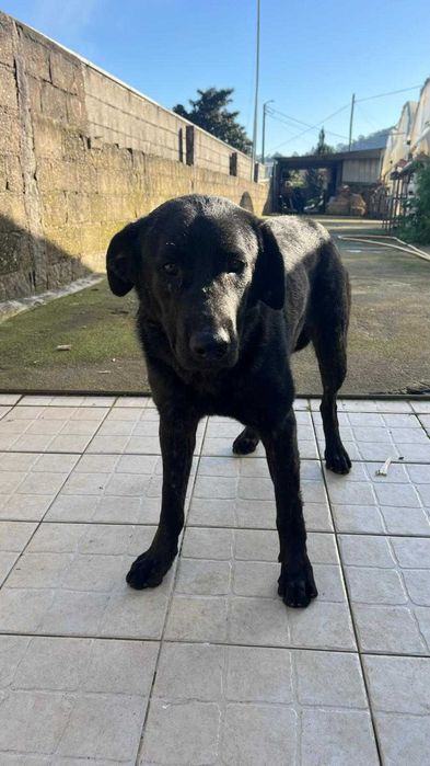 Fêmea Castro laboreiro muito dócil para adoção responsável