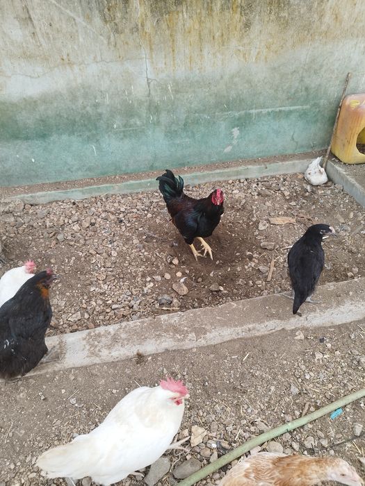 Aves de raças variadas