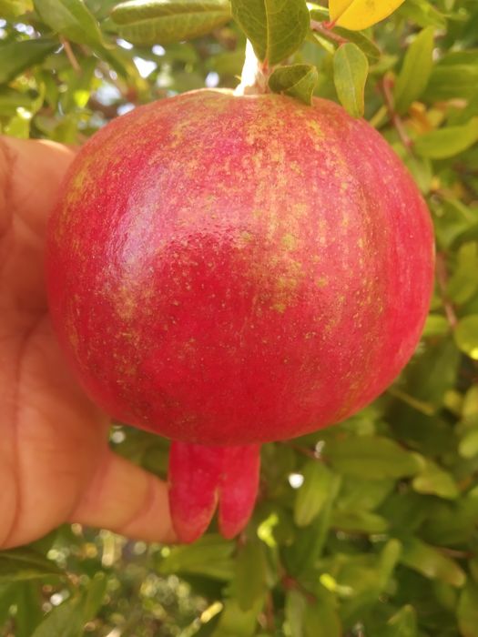 Plantas de Romãs de Israel vermelha grande .Acco