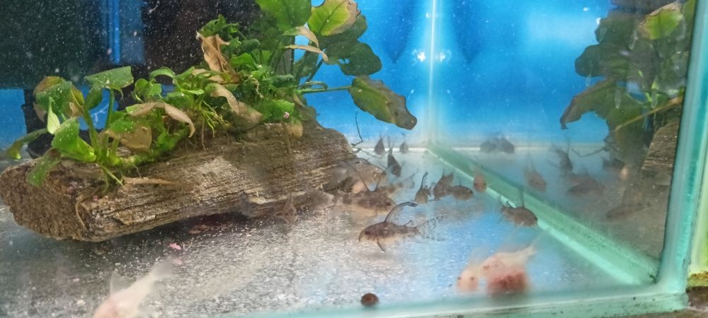 Sprzedam kirysy, kiryski pstre