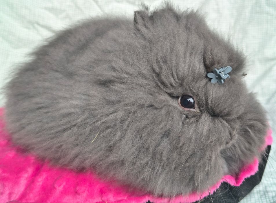 Karzełek Teddy/ rasa długowłosa/ puszyste