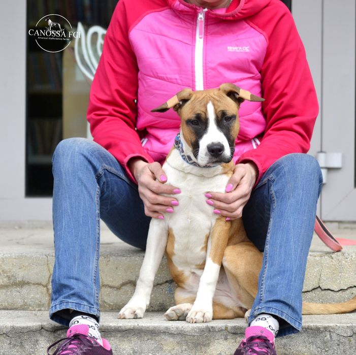 Gotowa do odbioru Suczka American Staffordshire Terrier z rod. ZKwP