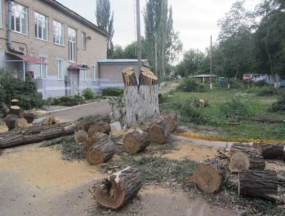 Професійне зрізання та валка дерев