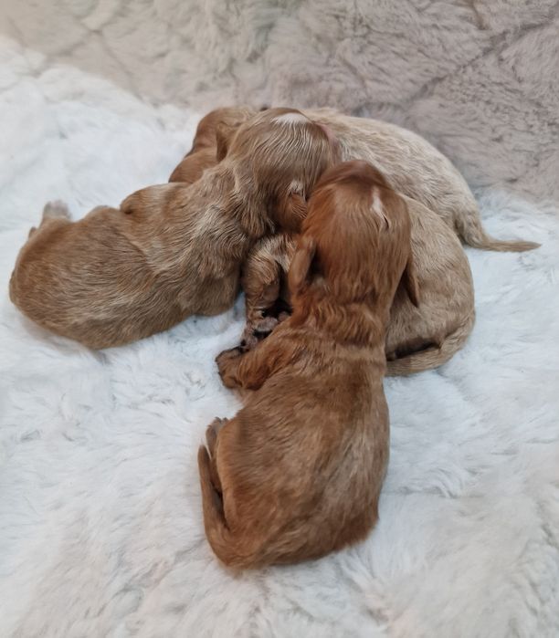 Cavapoo badania  chłopczyk